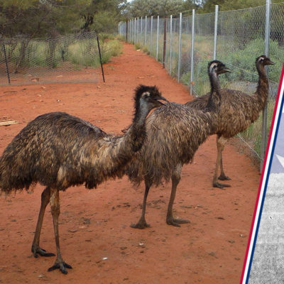 The Great Emu Commander: Part Two: Major Gwynydd Purves Wynne-Aubrey Meredith: The “Great” Emu War